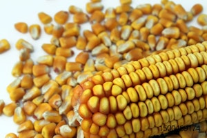 whole-corn-and-cob.jpg