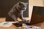 cat-business-money-market-computer.jpg