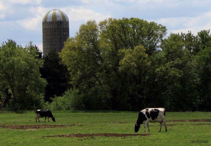 cattle-grazing-silo.jpg