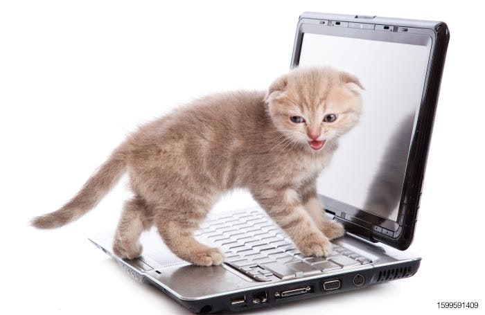 cute-kitten-on-computer