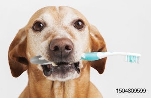 Pet-dental-health