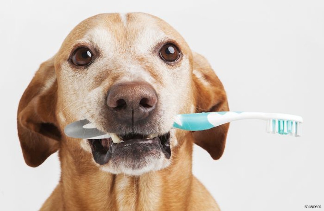 Pet-dental-health