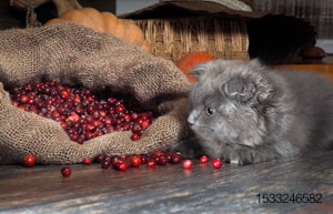 cat-cranberries-fruit-berry.jpg