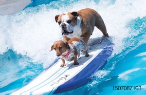 Bulldog-surfing