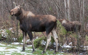 moose-calf.jpg