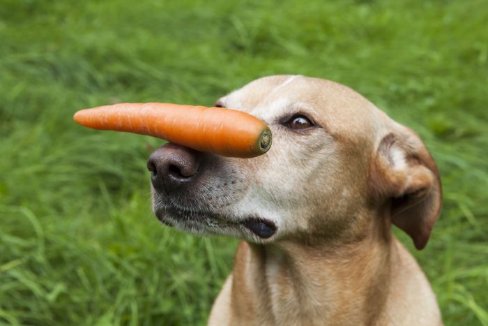 Carrots used in nearly half of canned dog foods
