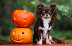 pumpkin-dog-chihuahua.jpg
