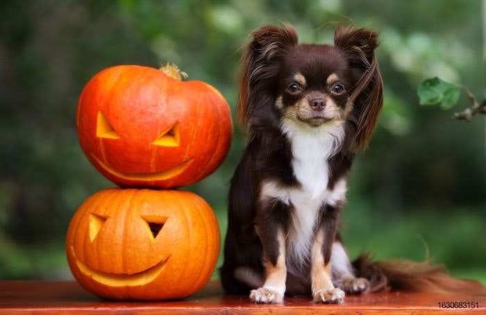 pumpkin-dog-chihuahua.jpg