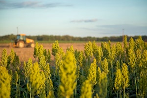 sorghum-grain-tractor-field-farm.jpg