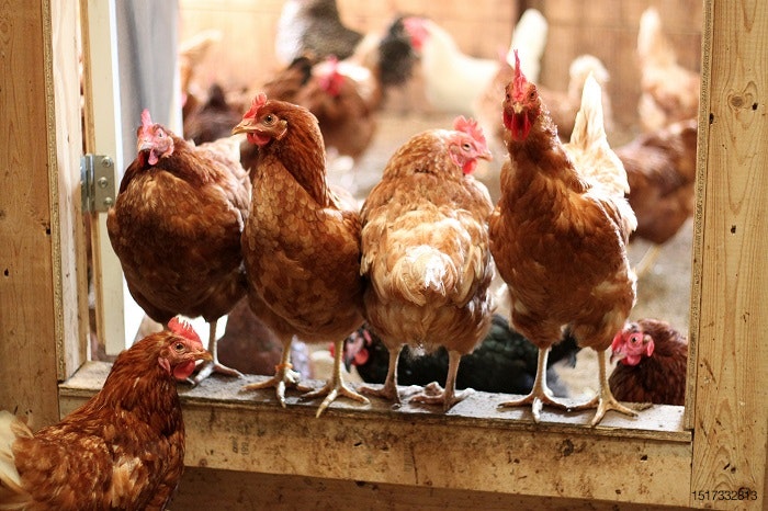 Cage-free-chickens