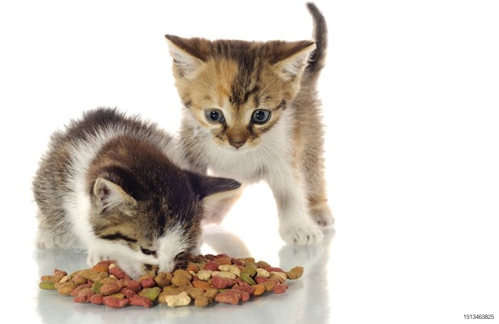 Mexican consumer protection agency reviews cat food products