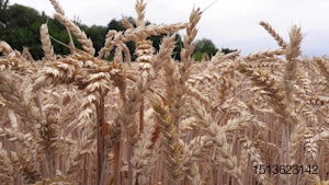 Nutriad-wheat-survey
