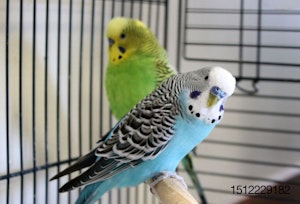 blue-and-green-parakeets.jpg