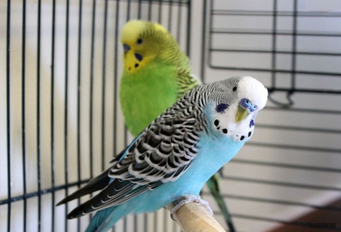 blue-and-green-parakeets.jpg