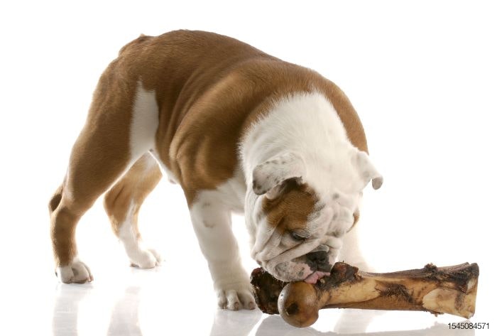 bulldog-bone-dog-treat.jpg