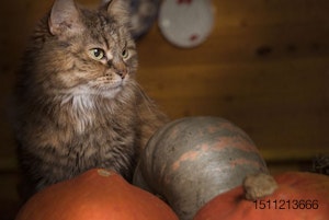 cat-pumpkin-gourd.jpg