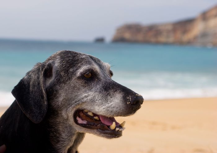 dog-beach-old-aging.jpg