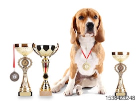 Beagle-dog-with-trophy-cups-and-medals