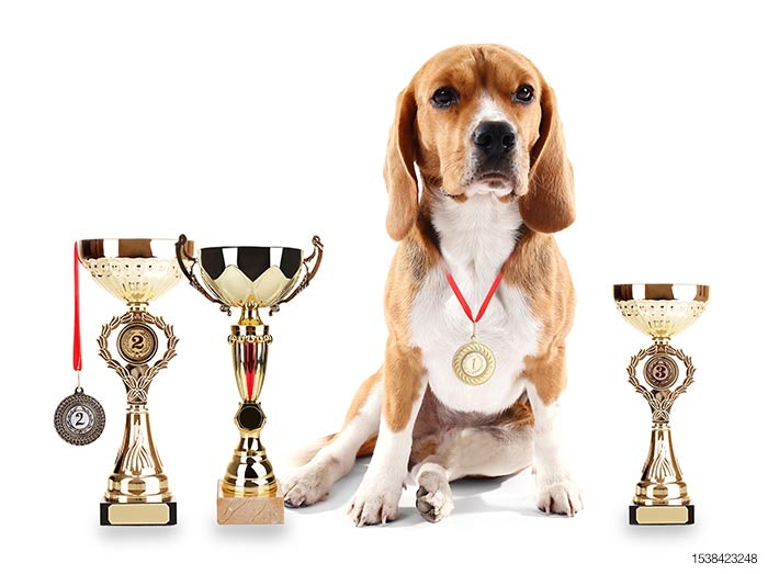 3 pet food companies in top 9 players in US pet market 