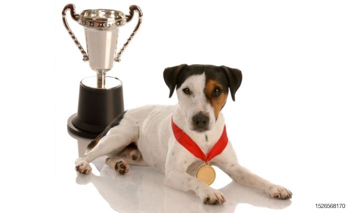 brown-eye-patch-dog-trophy-medal.jpg