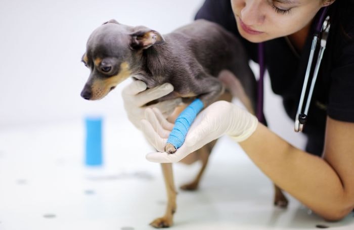 FTC says Mars must sell 12 veterinary clinics to buy VCA |  PetfoodIndustry.com