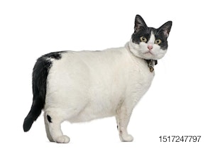 fat-cat-with-collar