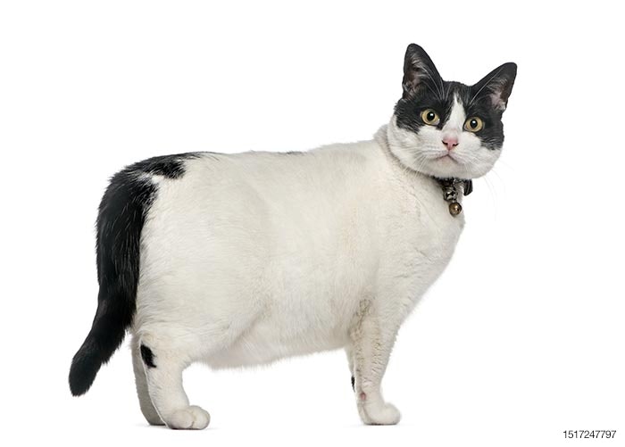 fat-cat-with-collar