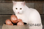 white-cat-potato-fish-onion-garlic.jpg