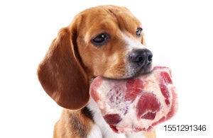 Beagle-raw-meat.jpg