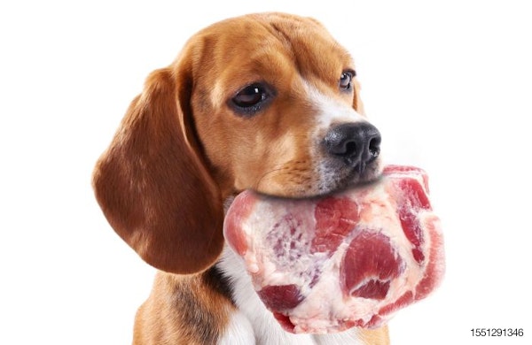Beagle-raw-meat.jpg