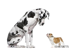 big dog and little dog