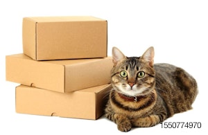 cat-boxes-delivery-mail.jpg