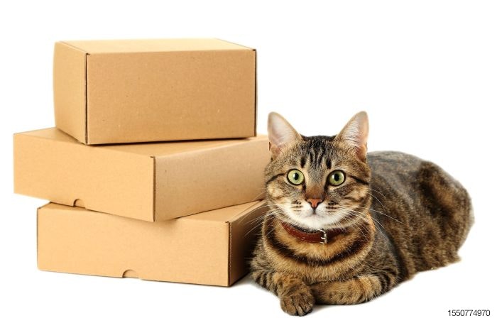 cat-boxes-delivery-mail.jpg