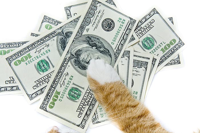 cat paw on money