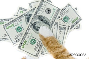 cat paw on money