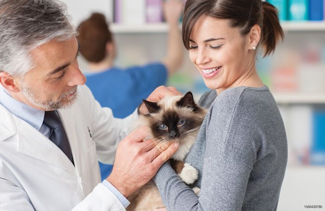 cat at veterinarian