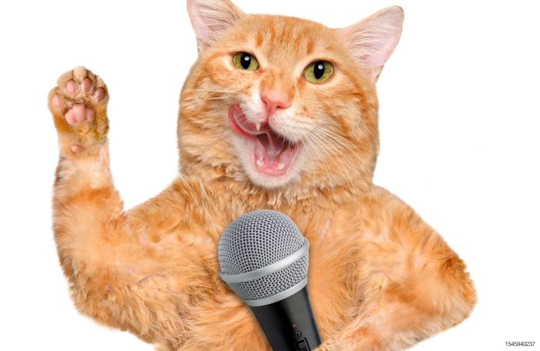 Cat with a microphone