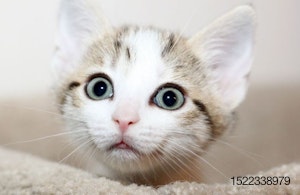 surprised-kitten-face.jpg