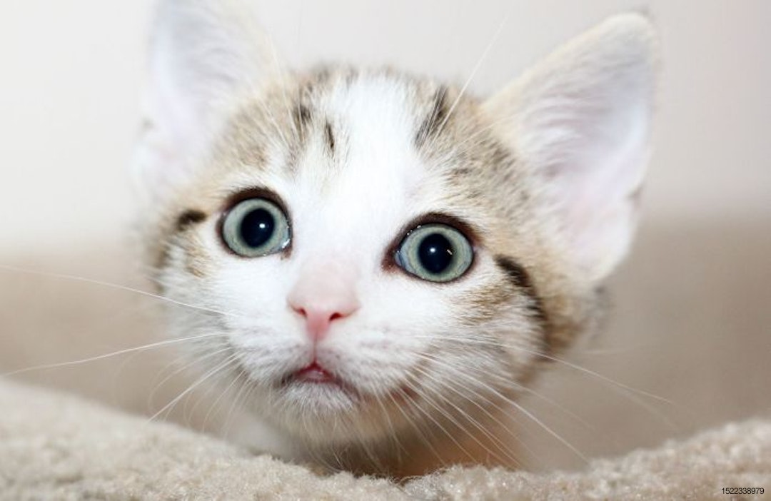 surprised-kitten-face.jpg