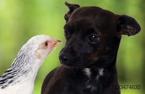 dog-with-chicken