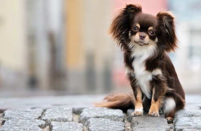 all small dog breeds