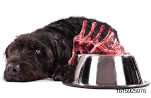 black-dog-raw-meat-bowl.jpg