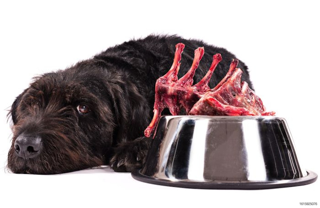 black-dog-raw-meat-bowl.jpg