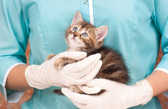 cat-at-veterinarian