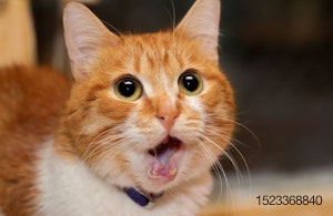 cat-surprise-shock-open-mouth
