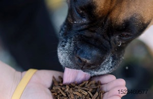 dog-eating-whole-larvae.jpg