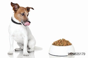 hungry-dog-and-bowl-of-food