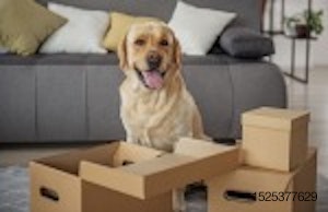 dog-packages-delivery-boxes.jpg