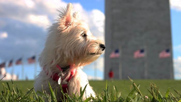 Washington-DC-Better-Cities-for-Pets