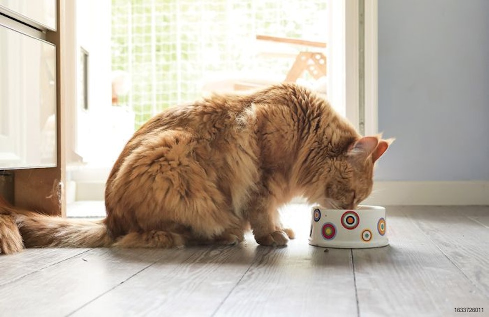 Nutritional studies reveal cat characteristics